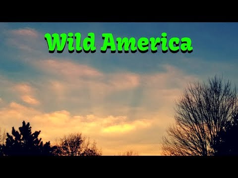 Wild America - Rock Hits 💃🎼#rocknroll