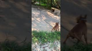 Pit Hunter Kennels Meets The Plug 2020 Redboy Jocko