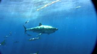 Seal leisurely swims around multiple white sharks