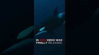 KEIKO - FREEDOM IS COMPLICATED  #wildlife #orcas #freewilly #sad
