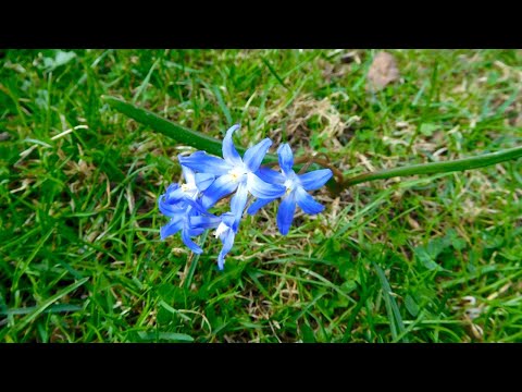 Video: Squill