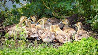 Another batch of ducks were hatched in the bushes
