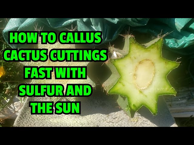 How to callus cactus cuttings fast with sulfur and the sun - YouTube