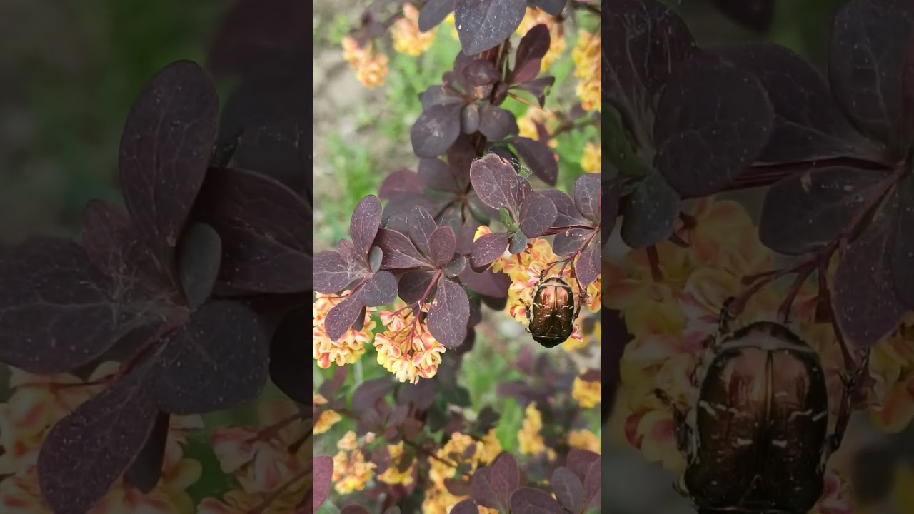 Любимое место жуков 