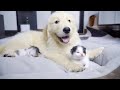 初めて子猫を見たゴールデンレトリバー子犬の反応が可愛すぎた・かわいい渋滞