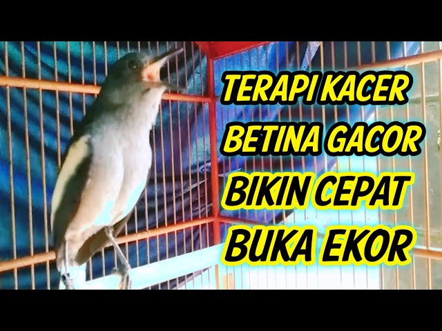 TERAPI KACER BETINA GACOR BIKIN KACER CEPAT BUKA EKOR !! KACER GACOR FULL ISIAN. class=