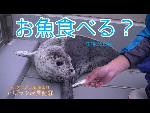 アザラシ赤ちゃん】お魚食べる？ アザラシ赤ちゃん成長記録21 生後26日