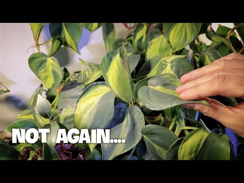 ვიდეო: თუ ტრიპსი აბინძურებს მცენარეებს - ინფორმაცია ბაღებში ტრიპსების დამტვერვის შესახებ
