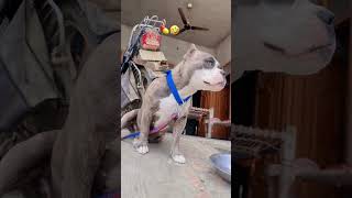 Daljeetdosanjh 🤌🏻🌍#daljeetdosanjh #drug #funny #laughting #eyecolor #viralvideo #pets#lovingvibes