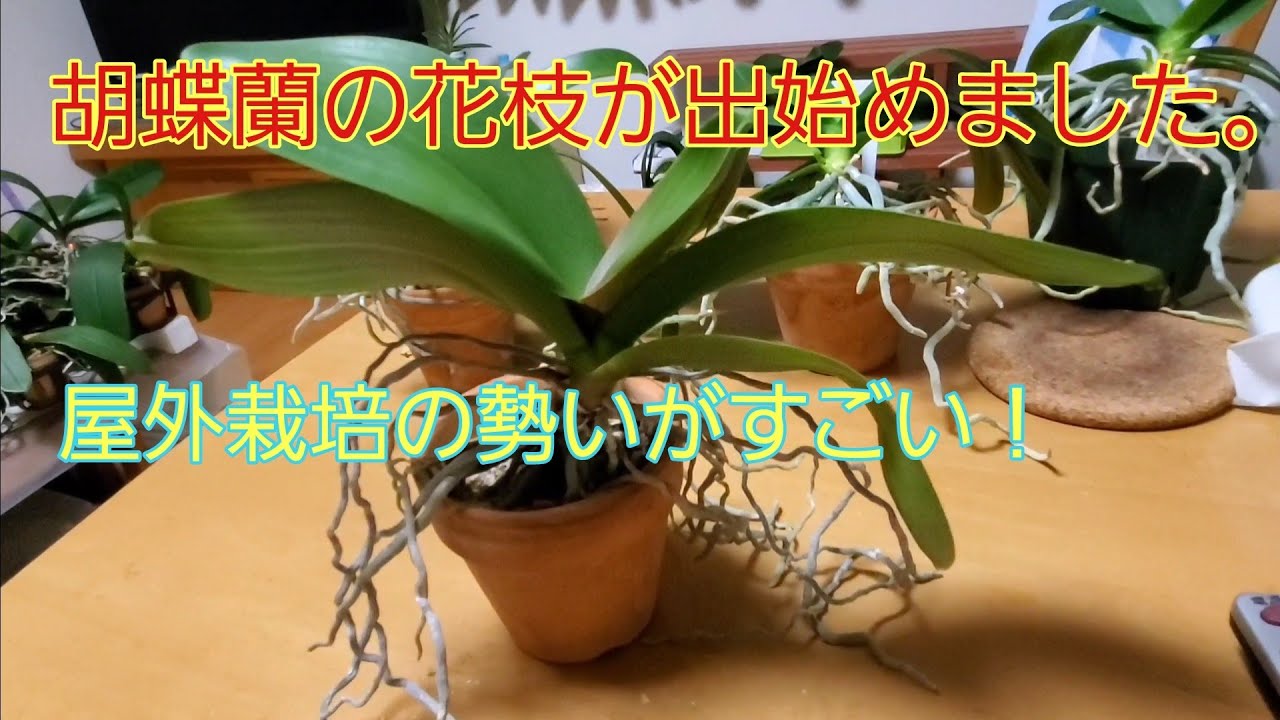 胡蝶蘭の花枝 Youtube