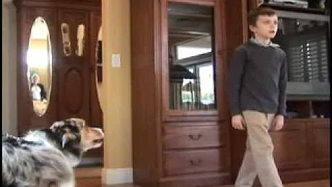 No More Dog Aggression & Dog Bites - Australian Sh...