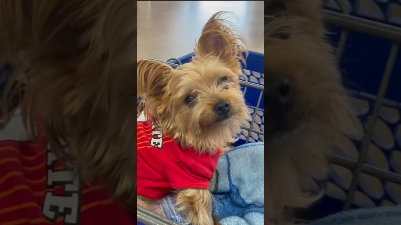 Thrifting baby shirts to turn into puppy clothes 