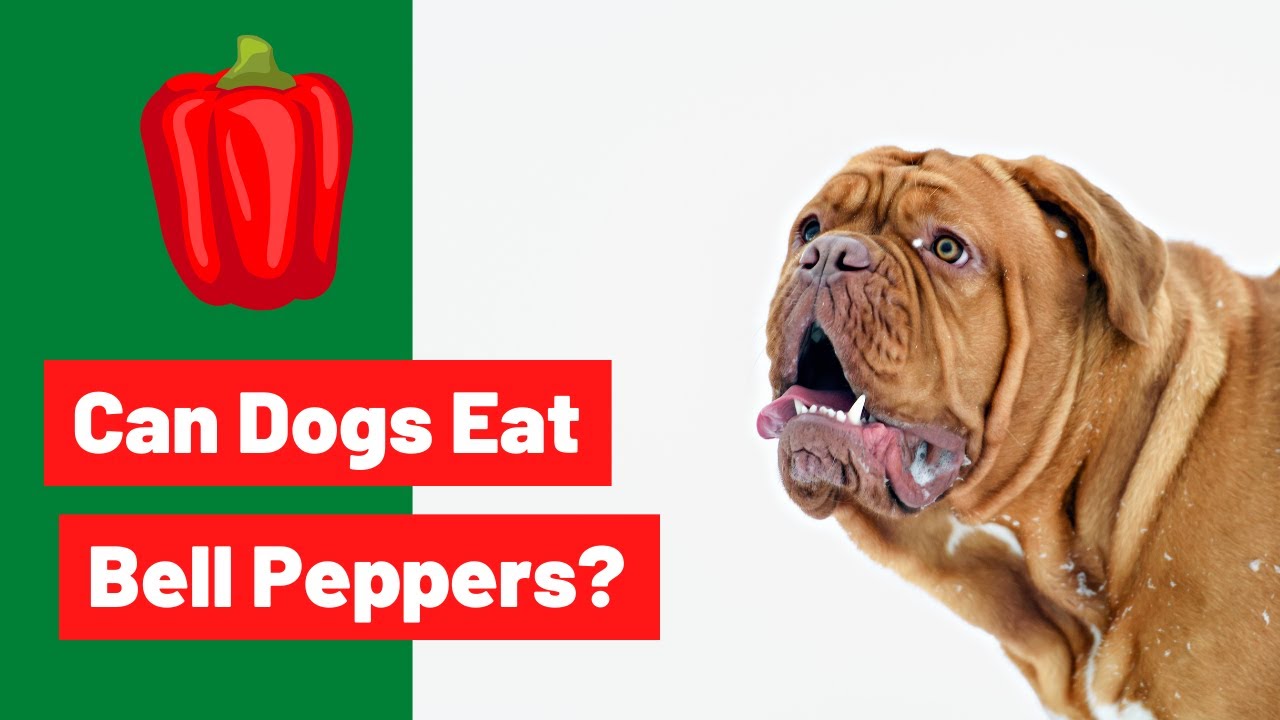 Can Dogs Have Sweet Peppers? (Be Safe Not Sorry)