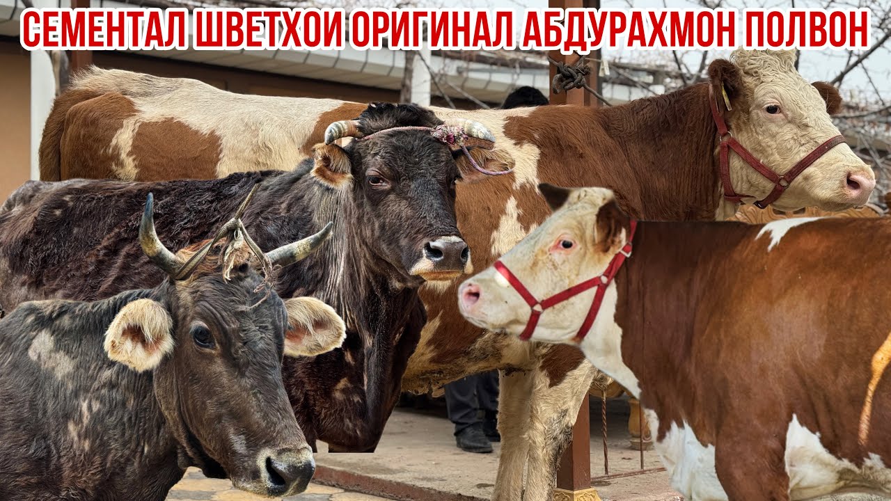 Абдурахмон полвон коил кард Швет Сементал арзон Ярмаркаи Рамазони успет кунед 🤲 3 марта 2026 г.