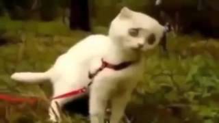 Испуганные коты прикольные видео про смешных котиков Испуганные коты прикольные видео про смешных котиков