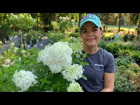 Hydrangeas Are Blooming // Nursery Tour // Gardening with Creekside