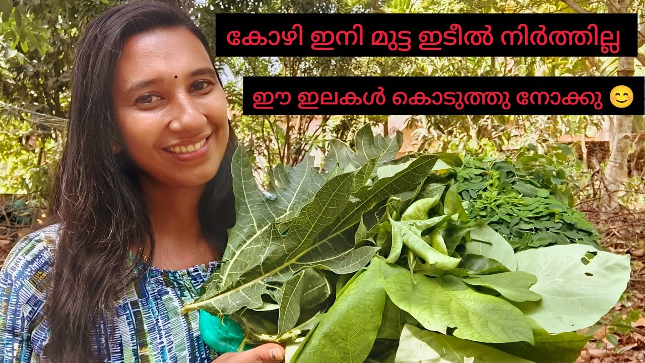 കോഴിയുടെ മുട്ട ഉല്പാധനം കൂട്ടാൻ ഈ ഇലകൾ കൊടുത്തു നോക്കു 