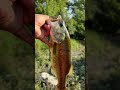 Wow big bass -A#fishingvideos #catchmorefish #bluegillfish #catchandrelease #catchinbass #lobina