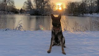 German shepherd prince playing in snow by GS-K9 Academy  73 views 3 years ago 3 minutes, 31 seconds