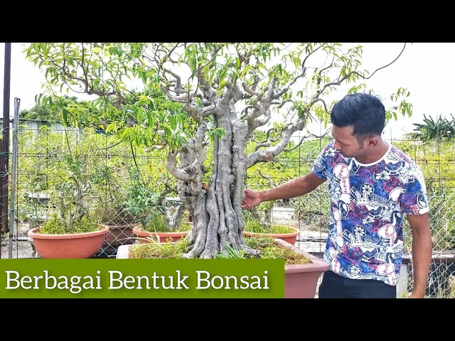 Jalan Jalan tengok Bonsai class=