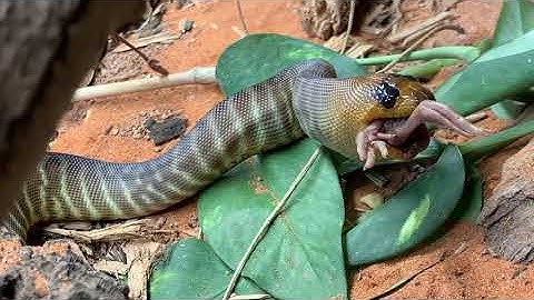 Baby woma python swallowing bird