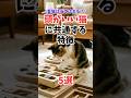 頭がいい猫の行動の特徴5選#人類ねこ同盟 #猫の生態 #猫のこと