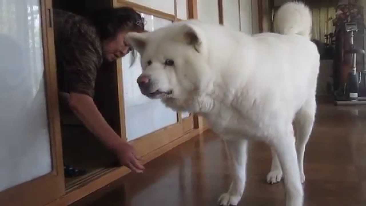 秋田犬げんき いつもは入れない仏間に入って盛り上がる Akita Dog Youtube