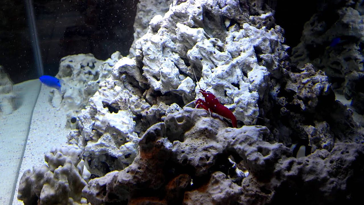 40 Gallon Reef Tank - Added a a Blood Red Fire Shrimp