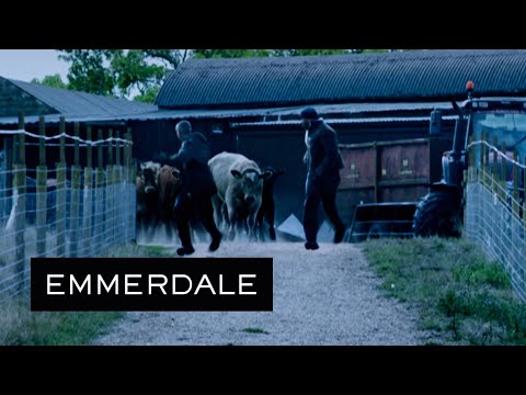 Emmerdale - Nate and Sam Are Caught in a Cow Stampede