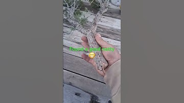 My First Natty 😝 #classicalmusic #diyslingshot #slingshots #catapult