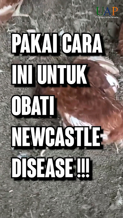 Cara OBATI NEWCASTLE DISEASE Pada Ayam!!! #Tetelo #NewcastleDisease