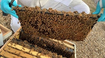 BEEKEEPING: Feeding Pollen Patties in the Summer