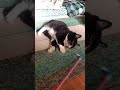 [音有り推奨] 他の人と楽しく遊んでたのに飼い主が帰ってくると…。