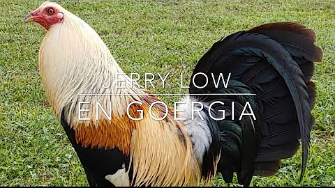JERRY LOW FARM - GOERGIA , BLUEFACE, MCLEAN , ALBANY