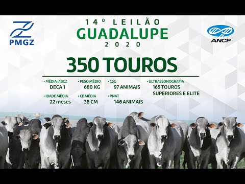 LOTE 67