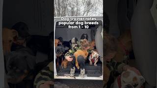 Dog Trainer Rates Breeds. Pt.38.