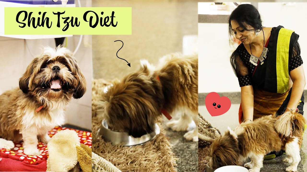 My Pet's Favorite Cuisine | Shih Tzu Diet | Picky Eater | Easy Homemade Food