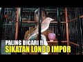 UPDATE HARGA Sikatan Londo/Common Nightingale, Murai Medan Trotol Jahat, SRDC Gacor, DLL PB Pramuka