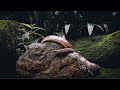 WILD SNAKE at Taipei Zoo