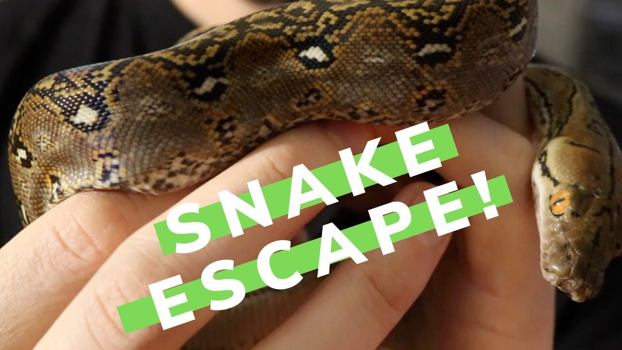 ball python breeders in ohio Loose Snakes in Your House!?