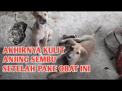 Video: Apakah Anjing Saya Beralkohol?