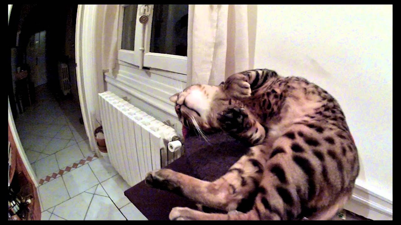 Fenjah Chat Du Bengale Parle Il Veut Des Câlins Youtube