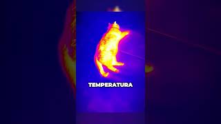 Le termocamere vedono davvero tutto?