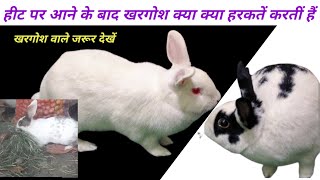 Female Rabbit Heat Per Aane Per Kya-Kya Harkatein Karti hai? How To Tell if a Rabbit Is In Heat