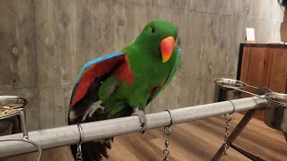 折衷鸚鵡 #parrot #鸚鵡