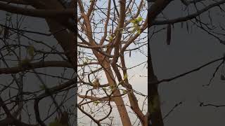 V1665#neoras#nature#new#ruralareas@Kapuri