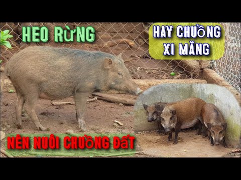 Video Heo Rừng Nên Nuôi Nhốt Chuồng XI MĂNG Hay CHUỒNG ĐẤT... - youtube