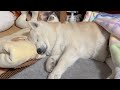 こんな状態からでも、兄の帰宅時は、お祭り騒ぎでお出迎えしてくれる柴犬と母