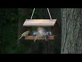 4K Bird Feeder Video  2020