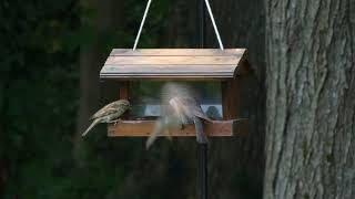 4K Bird Feeder Video  2020